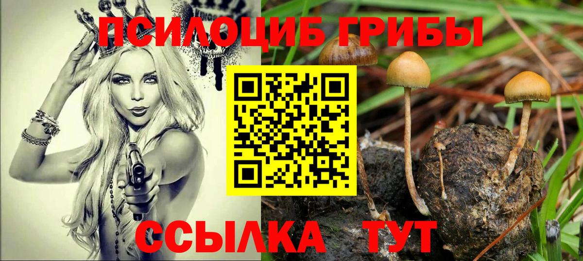 Псилоцибиновые грибы Cubensis Сланцы