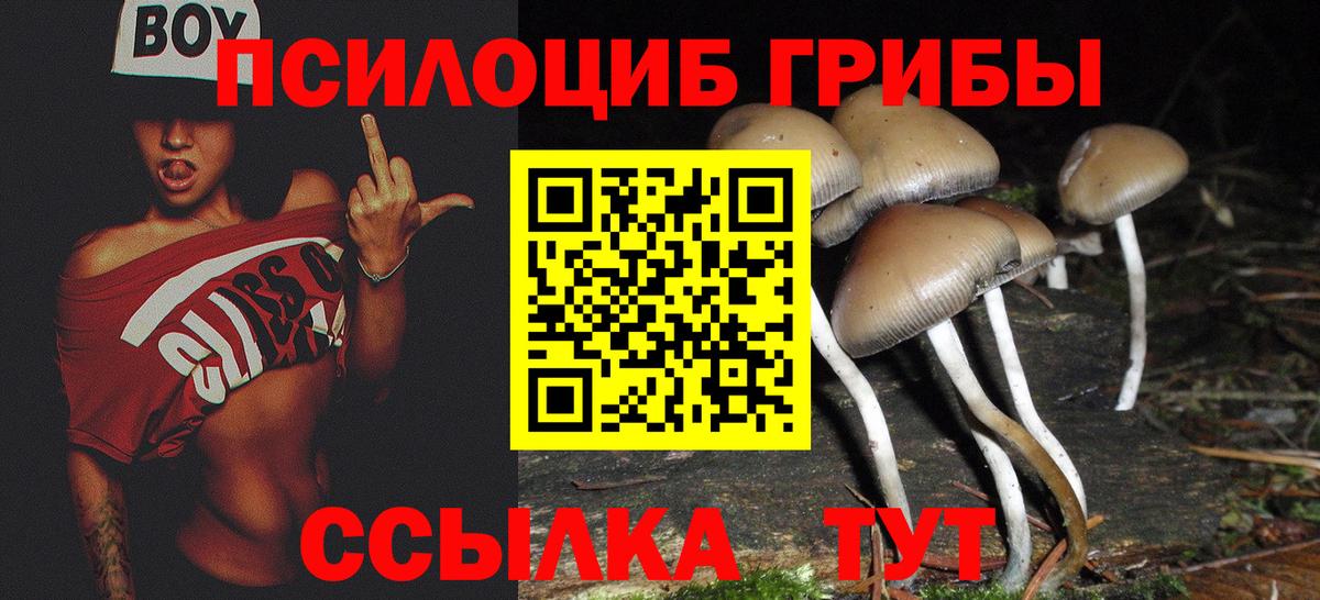 купить наркотики сайты  Псилоцибиновые грибы Magic Shrooms  Вход с VPN  Сланцы  Псилоцибиновые грибы MAGIC MUSHROOMS 